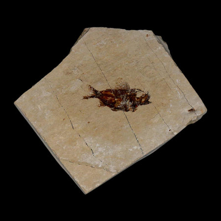 1.1" Ctenothrissa Fossil Fish Plate Cretaceous Dinosaur Age Hakel Lebanon