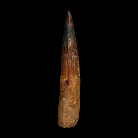 XL 4.3" Spinosaurus Fossil Tooth 100 Million Years Old Cretaceous Dinosaur COA