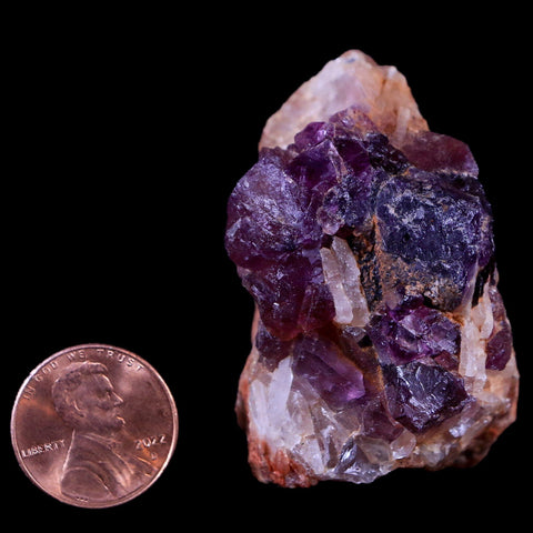 2.6" Purple Fluorite on White Barite Blades Crystal Minerals Taouirirt Morocco - Fossil Age Minerals