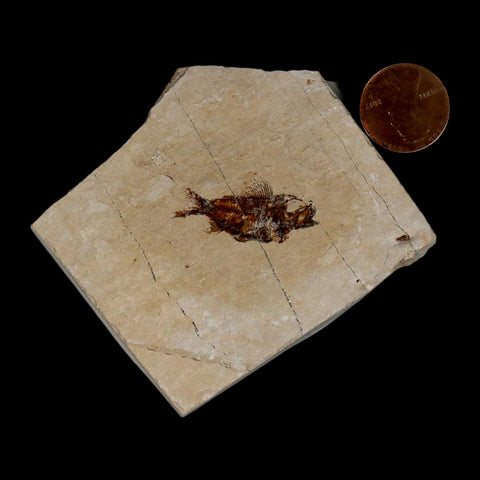 1.1" Ctenothrissa Fossil Fish Plate Cretaceous Dinosaur Age Hakel Lebanon