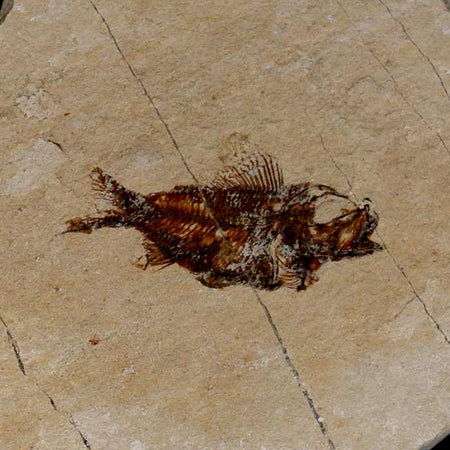 1.1" Ctenothrissa Fossil Fish Plate Cretaceous Dinosaur Age Hakel Lebanon