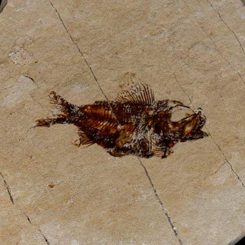 1.1" Ctenothrissa Fossil Fish Plate Cretaceous Dinosaur Age Hakel Lebanon