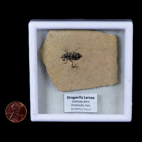 0.8" Dragonfly Larvae Fossil Libellula Doris Plate Upper Miocene Piemont Italy Display - Fossil Age Minerals