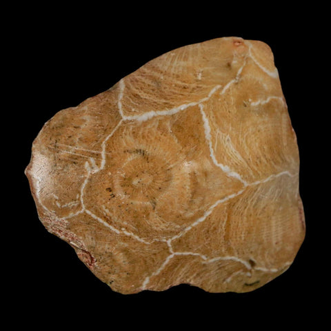 1.9" Polished Hexagonaria Coral Fossil Devonian Age 350 Million Yrs Old Morocco - Fossil Age Minerals