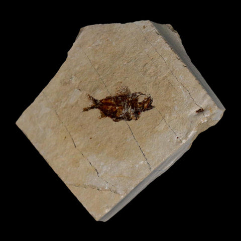1.1" Ctenothrissa Fossil Fish Plate Cretaceous Dinosaur Age Hakel Lebanon