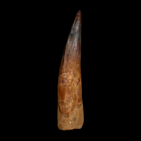 XL 4.3" Spinosaurus Fossil Tooth 100 Million Years Old Cretaceous Dinosaur COA