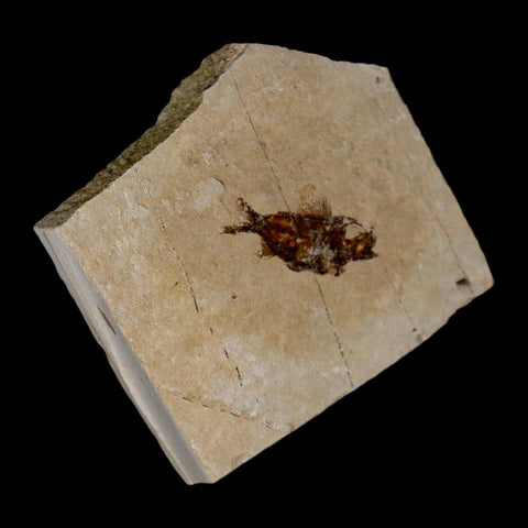 1.1" Ctenothrissa Fossil Fish Plate Cretaceous Dinosaur Age Hakel Lebanon