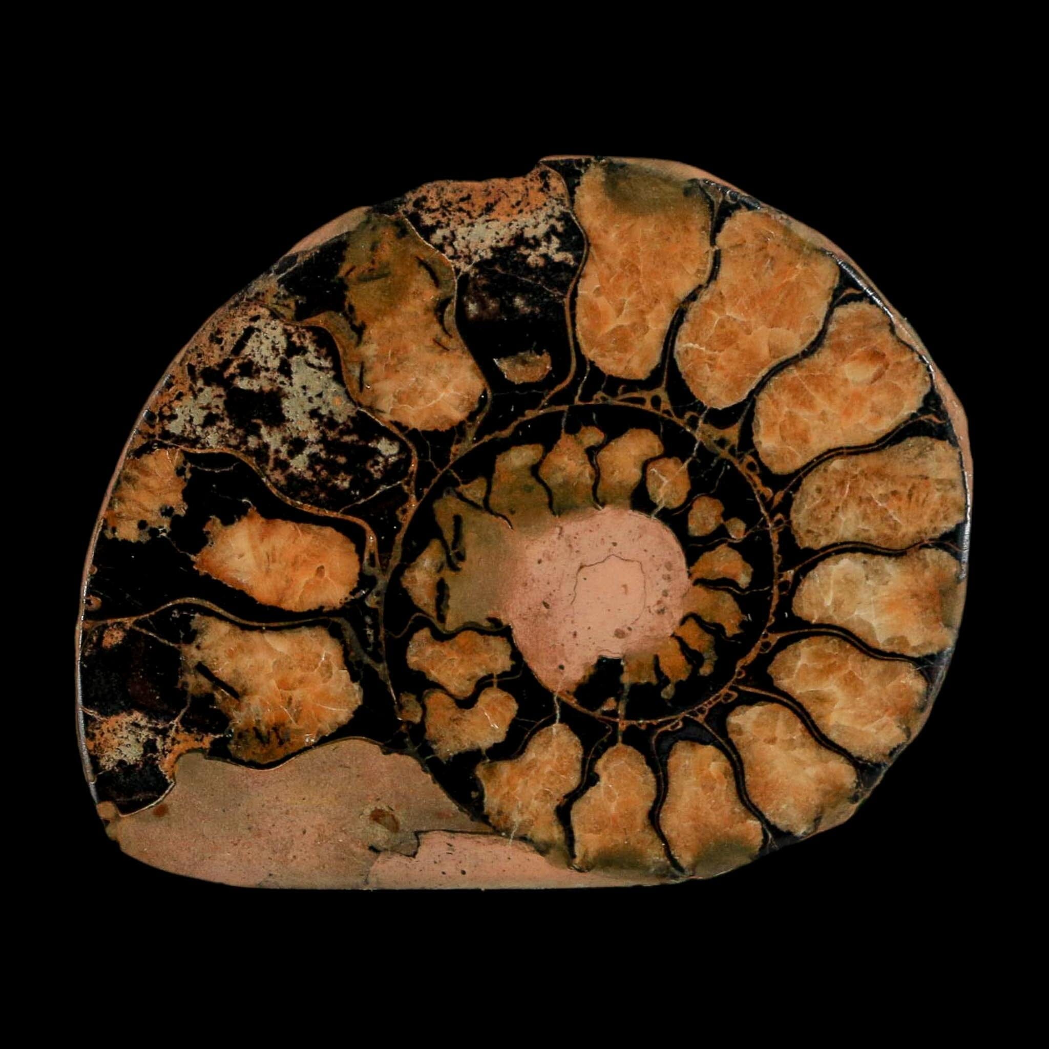 2" Ammonite Fossil Polished, Cut Half's Atlas Mountains Morocco Jurassic Age COA - Fossil Age Minerals