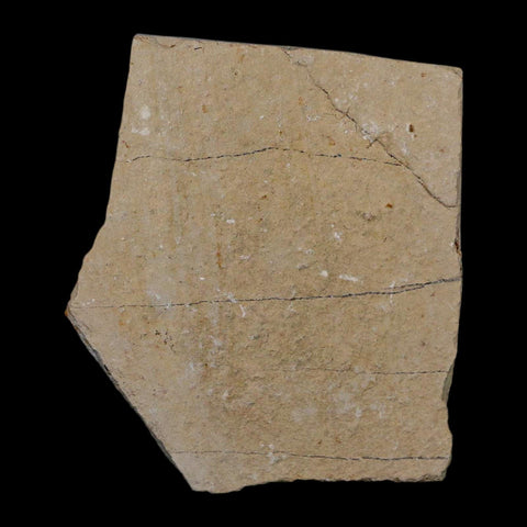 1.1" Ctenothrissa Fossil Fish Plate Cretaceous Dinosaur Age Hakel Lebanon