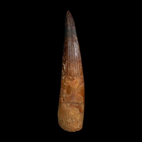 XL 4.3" Spinosaurus Fossil Tooth 100 Million Years Old Cretaceous Dinosaur COA