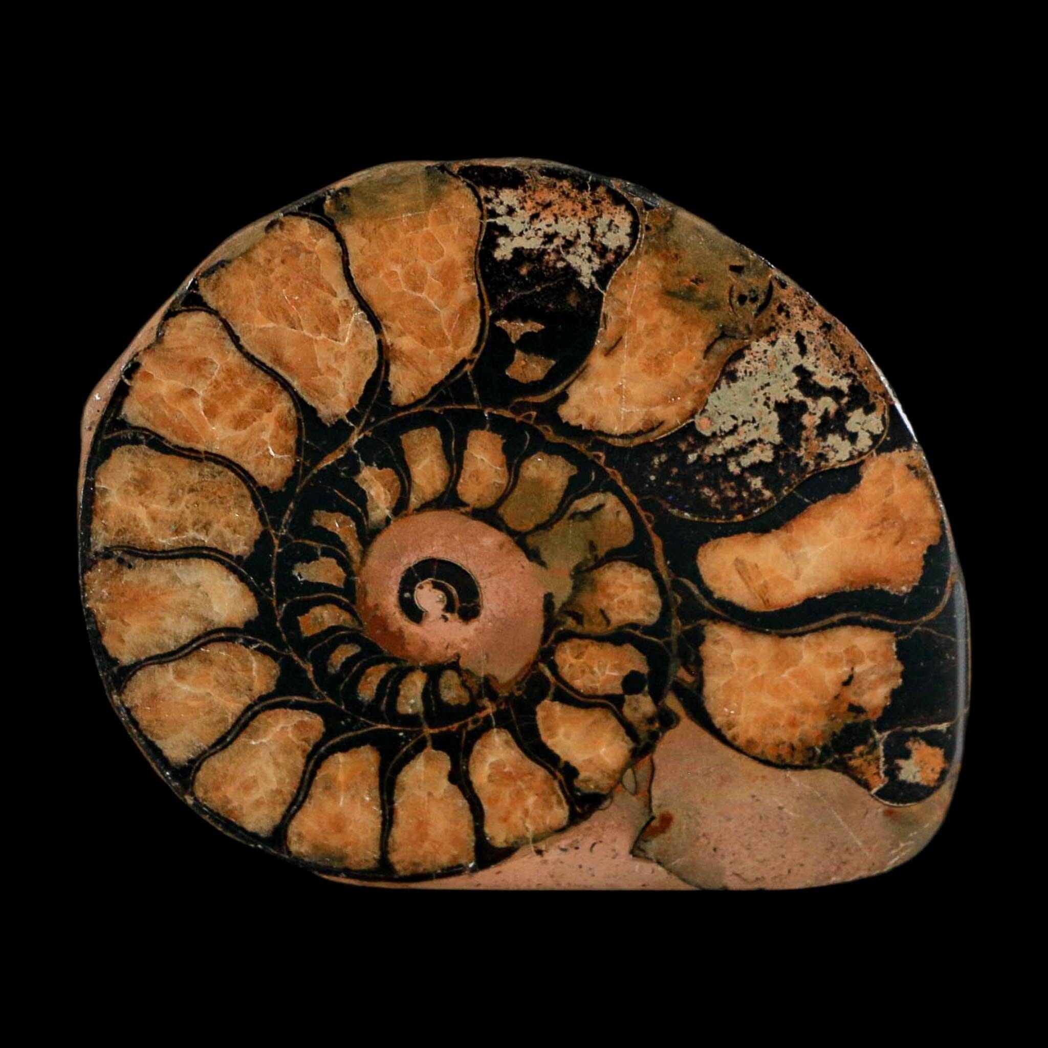 2" Ammonite Fossil Polished, Cut Half's Atlas Mountains Morocco Jurassic Age COA - Fossil Age Minerals