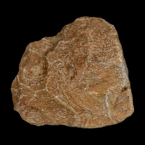 1.9" Polished Hexagonaria Coral Fossil Devonian Age 350 Million Yrs Old Morocco - Fossil Age Minerals