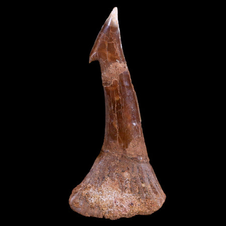 XL 3.2" Sawfish Fossil Tooth Barb Onchopristis Numidus Cretaceous Dinosaur Era COA