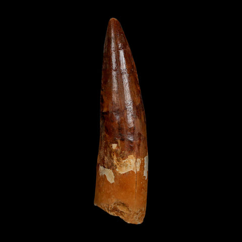 XL 3.7" Spinosaurus Fossil Tooth 100 Million Years Old Cretaceous Dinosaur COA
