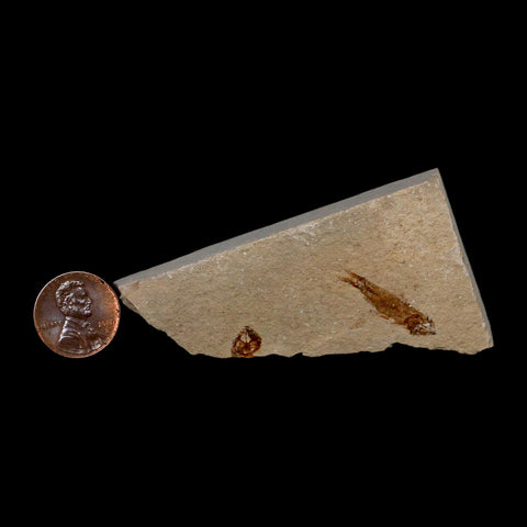 0.9" Hemisaurida Fossil Fish Plate Cretaceous Dinosaur Age Hakel Lebanon