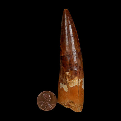 XL 3.7" Spinosaurus Fossil Tooth 100 Million Years Old Cretaceous Dinosaur COA