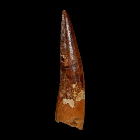 XL 3.7" Spinosaurus Fossil Tooth 100 Million Years Old Cretaceous Dinosaur COA