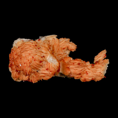 3.8" Sparkly Orange Vanadinite Crystals Orange Barite Blades Mineral Mabladen Morocco - Fossil Age Minerals