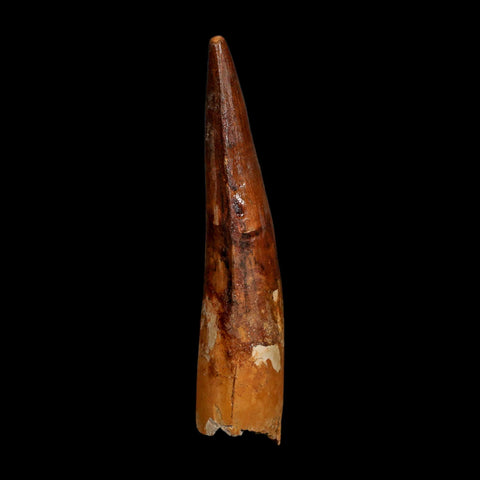 XL 3.7" Spinosaurus Fossil Tooth 100 Million Years Old Cretaceous Dinosaur COA