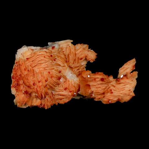 3.8" Sparkly Orange Vanadinite Crystals Orange Barite Blades Mineral Mabladen Morocco - Fossil Age Minerals