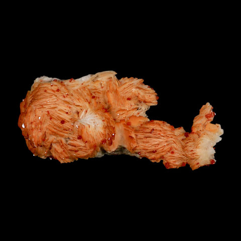 3.8" Sparkly Orange Vanadinite Crystals Orange Barite Blades Mineral Mabladen Morocco - Fossil Age Minerals