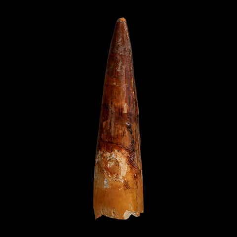 XL 3.7" Spinosaurus Fossil Tooth 100 Million Years Old Cretaceous Dinosaur COA