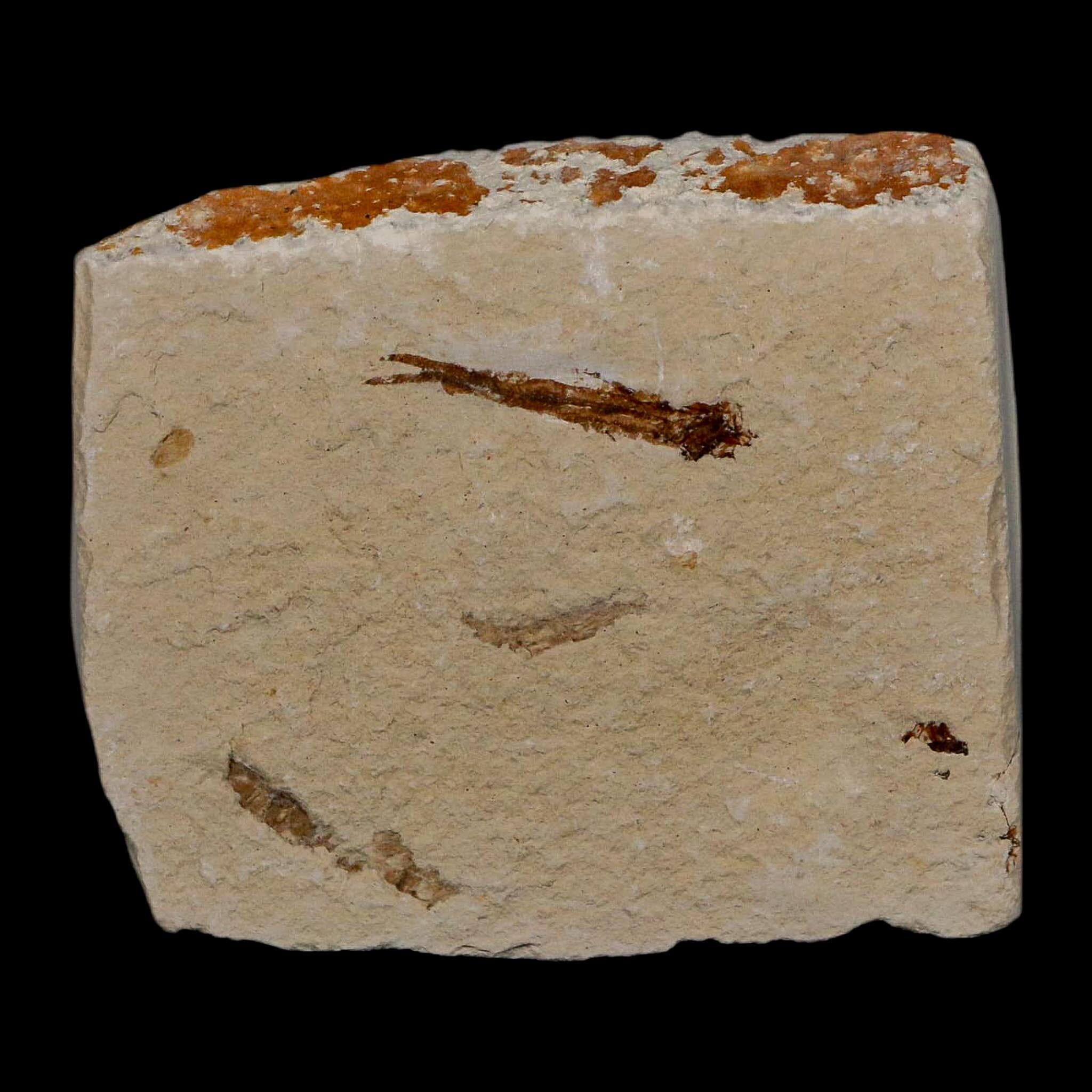 1" Hemisaurida Fossil Fish Plate Cretaceous Dinosaur Age Hakel Lebanon - Fossil Age Minerals