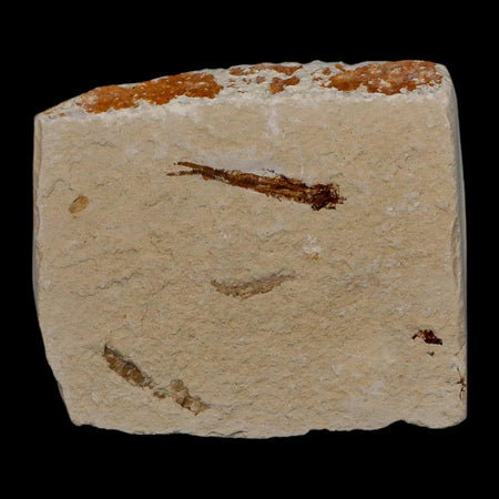 1" Hemisaurida Fossil Fish Plate Cretaceous Dinosaur Age Hakel Lebanon