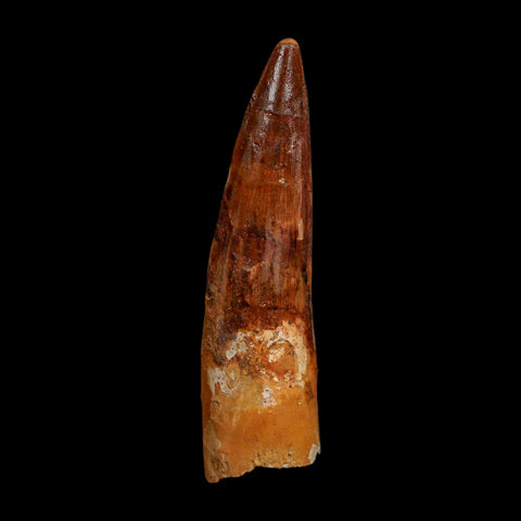 XL 3.7" Spinosaurus Fossil Tooth 100 Million Years Old Cretaceous Dinosaur COA