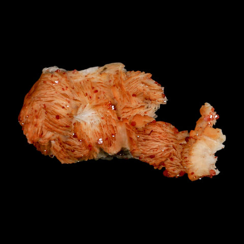 3.8" Sparkly Orange Vanadinite Crystals Orange Barite Blades Mineral Mabladen Morocco - Fossil Age Minerals