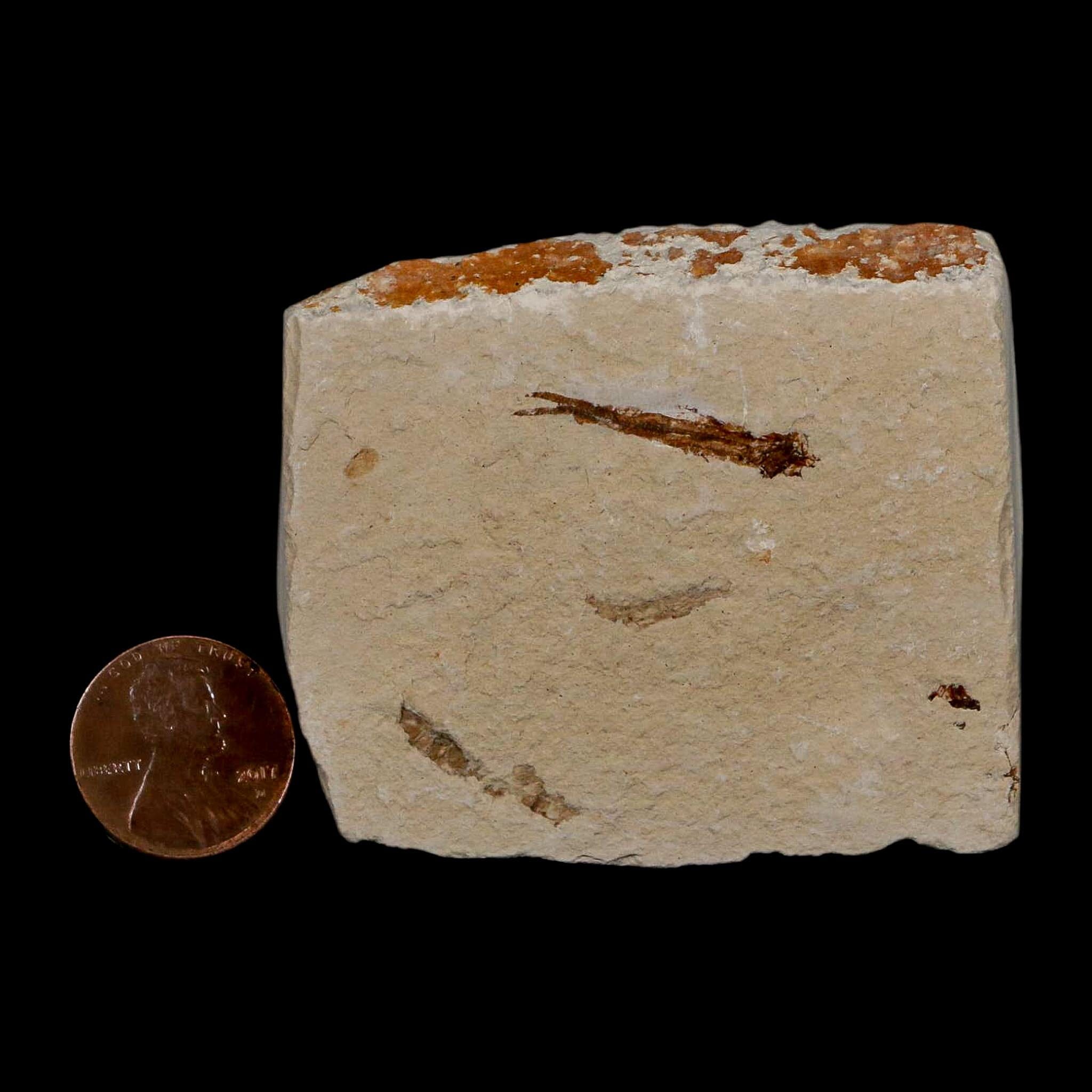 1" Hemisaurida Fossil Fish Plate Cretaceous Dinosaur Age Hakel Lebanon - Fossil Age Minerals