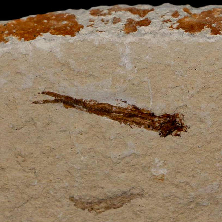 1" Hemisaurida Fossil Fish Plate Cretaceous Dinosaur Age Hakel Lebanon