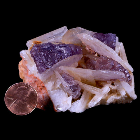 2.6" Purple Fluorite on White Barite Blades Crystal Minerals Taouirirt Morocco - Fossil Age Minerals