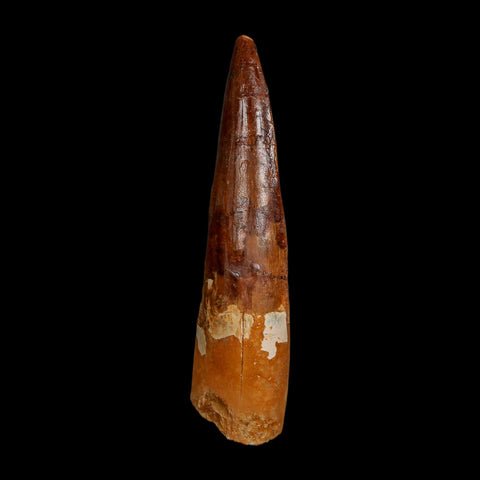 XL 3.7" Spinosaurus Fossil Tooth 100 Million Years Old Cretaceous Dinosaur COA