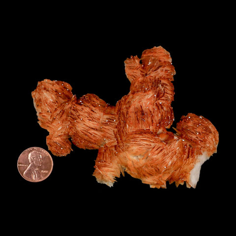 4" Sparkly Orange Vanadinite Crystals Orange Barite Blades Mineral Mabladen Morocco - Fossil Age Minerals