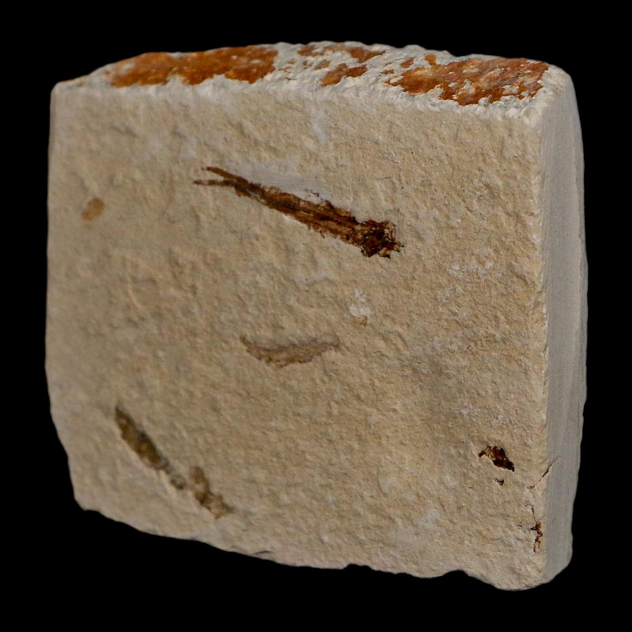 1" Hemisaurida Fossil Fish Plate Cretaceous Dinosaur Age Hakel Lebanon - Fossil Age Minerals