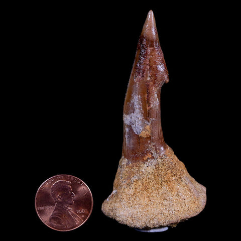 2.8" Sawfish Fossil Tooth Barb Onchopristis Numidus Cretaceous Dinosaur Era COA - Fossil Age Minerals