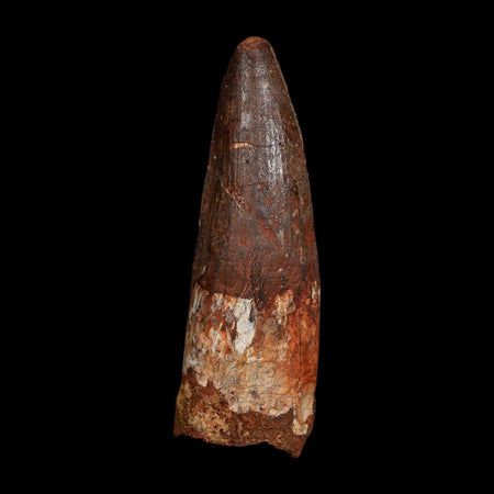 XL 3.5" Spinosaurus Fossil Tooth 100 Million Years Old Cretaceous Dinosaur COA