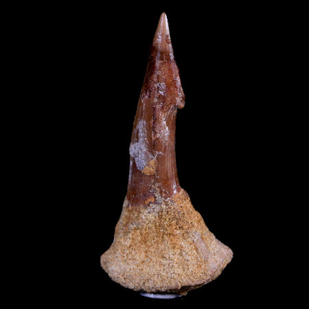 2.8" Sawfish Fossil Tooth Barb Onchopristis Numidus Cretaceous Dinosaur Era COA