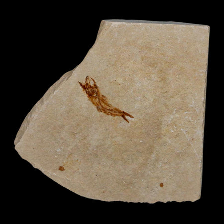0.7" Hemisaurida Fossil Fish Plate Cretaceous Dinosaur Age Hakel Lebanon