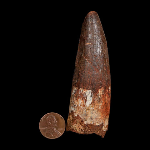 XL 3.5" Spinosaurus Fossil Tooth 100 Million Years Old Cretaceous Dinosaur COA