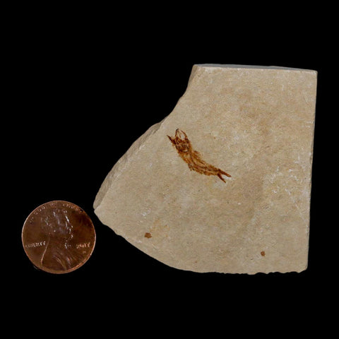 0.7" Hemisaurida Fossil Fish Plate Cretaceous Dinosaur Age Hakel Lebanon