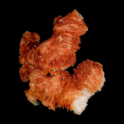 4" Sparkly Orange Vanadinite Crystals Orange Barite Blades Mineral Mabladen Morocco - Fossil Age Minerals