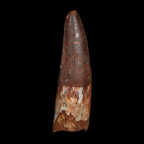 XL 3.5" Spinosaurus Fossil Tooth 100 Million Years Old Cretaceous Dinosaur COA