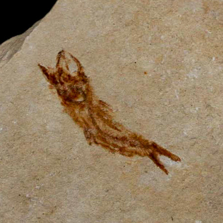 0.7" Hemisaurida Fossil Fish Plate Cretaceous Dinosaur Age Hakel Lebanon