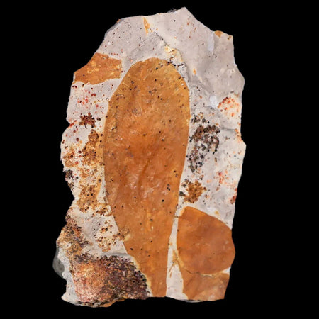3.1" Detailed Glossopteris Browniana Fossil Plant Leafs Permian Age Australia