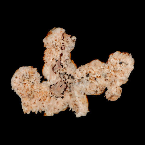 4" Sparkly Orange Vanadinite Crystals Orange Barite Blades Mineral Mabladen Morocco - Fossil Age Minerals