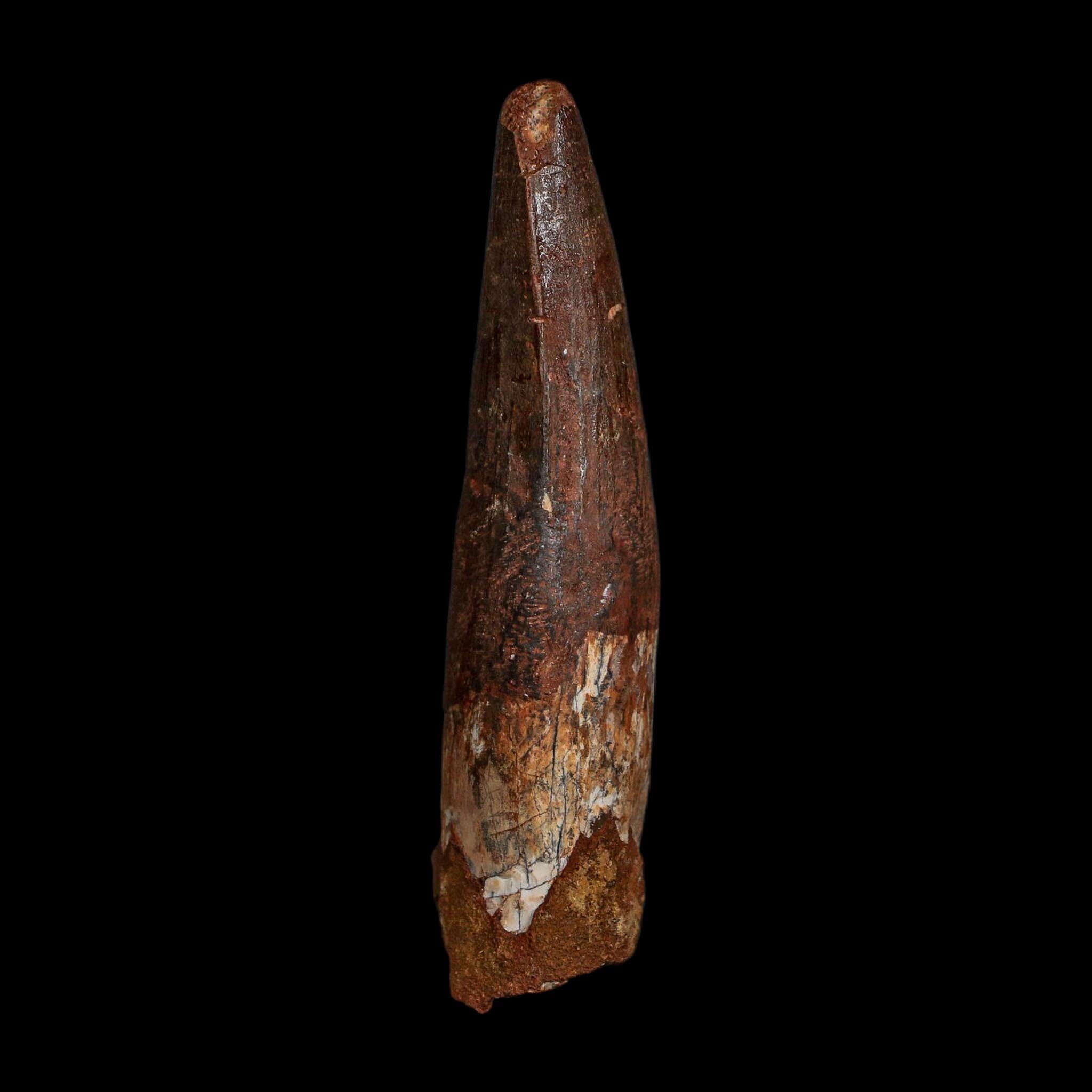 XL 3.5" Spinosaurus Fossil Tooth 100 Million Years Old Cretaceous Dinosaur COA - Fossil Age Minerals