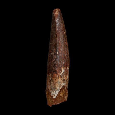 XL 3.5" Spinosaurus Fossil Tooth 100 Million Years Old Cretaceous Dinosaur COA
