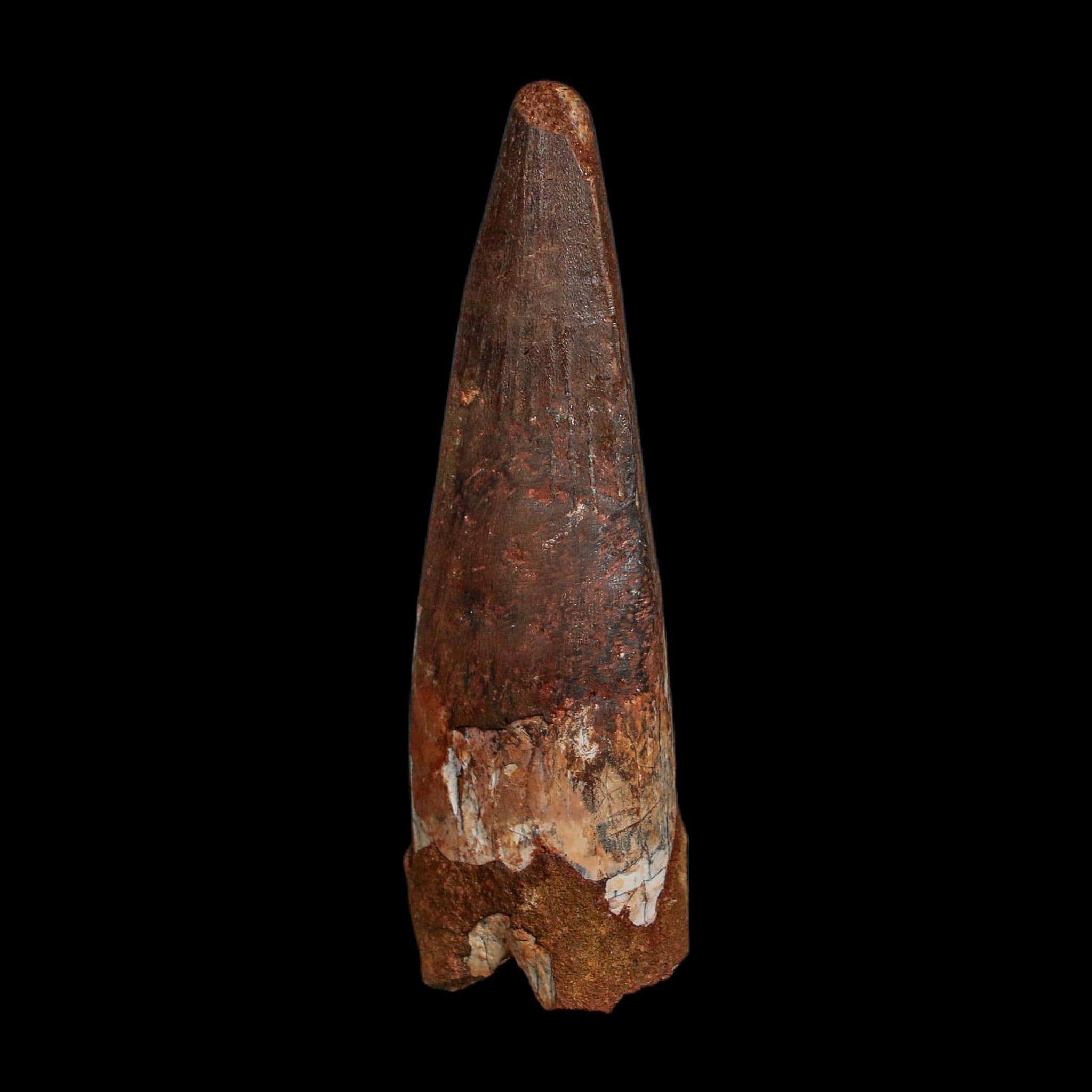 XL 3.5" Spinosaurus Fossil Tooth 100 Million Years Old Cretaceous Dinosaur COA - Fossil Age Minerals